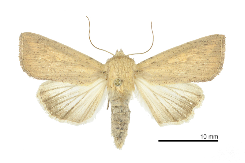 Mythimna formosana Female